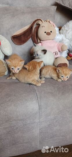 Котята в добрые руки