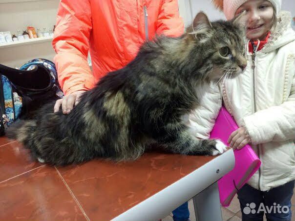 Ветеринарный врач на дом