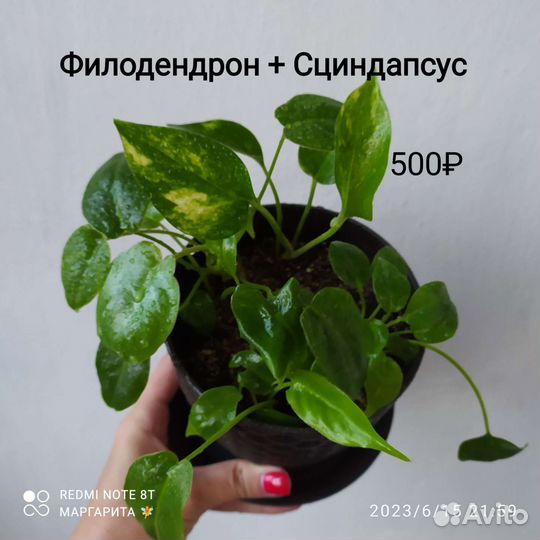 Филодендрон