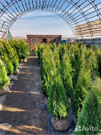 Туя Смарагд 0,8.2,0м Холмструп Брабант Сосна