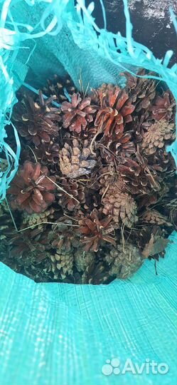 Шишки сосновые