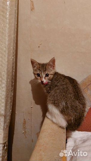 Котята в хорошие руки