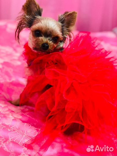 Одежда для маленьких собак