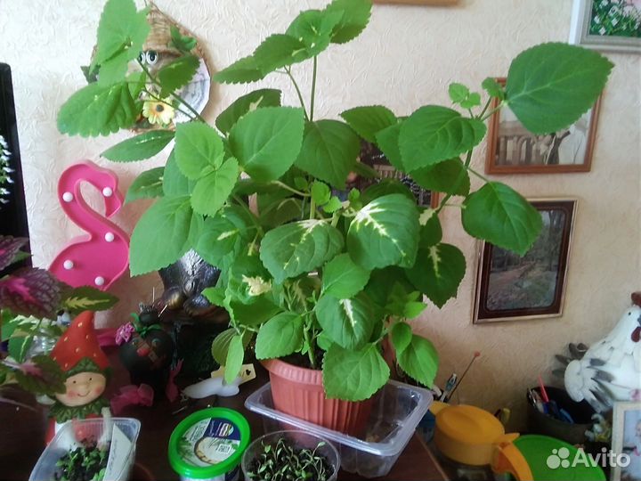 Комнатные цветы колеус