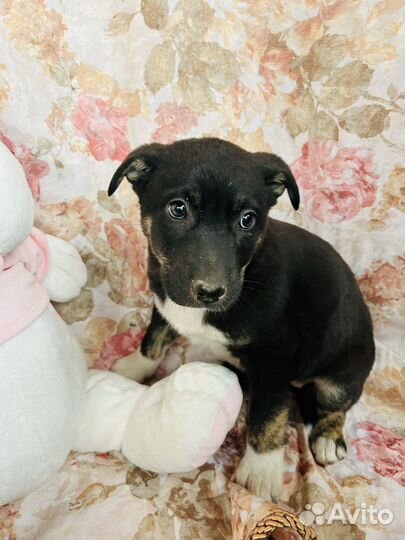 Щенок в добрые руки