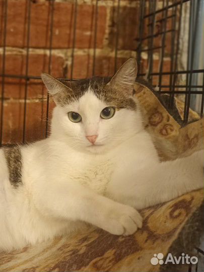 Кошка с раскосыми глазами в добрые руки