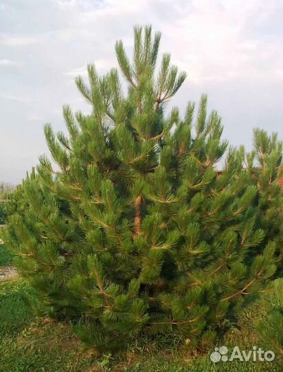Сосна обыкновенная с доставкой