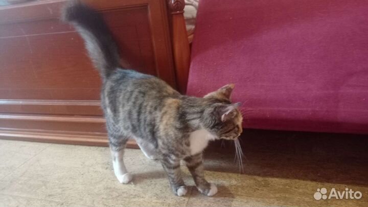 Трёхцветная кошечка на счастье