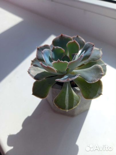 Эхеверии и молодило в мини бетонных горшочках