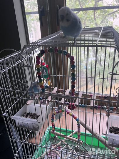 Волнистые попугаи