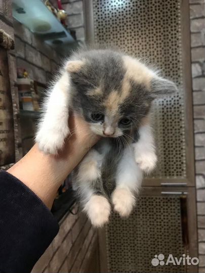 Кошка в дар