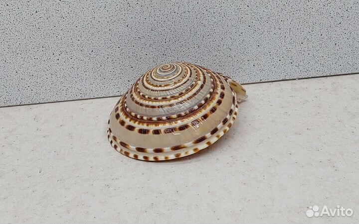 Архитектоника Макулата 7,3 морская ракушка