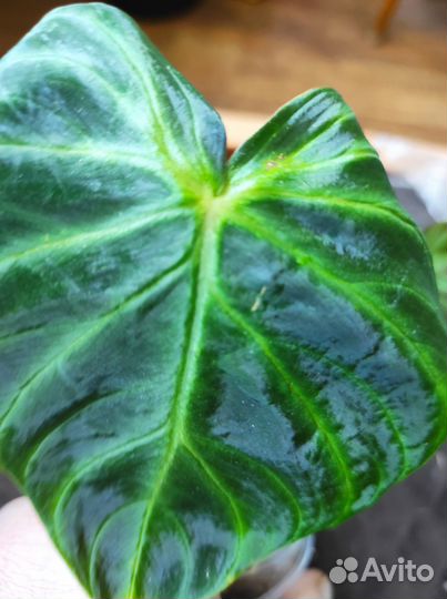 Филодендрон белая принцесса, варикозум