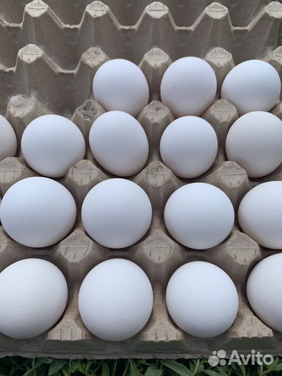 Инкуб.яйцо, суточные цыплята