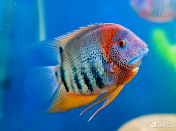 Северум красноплечий