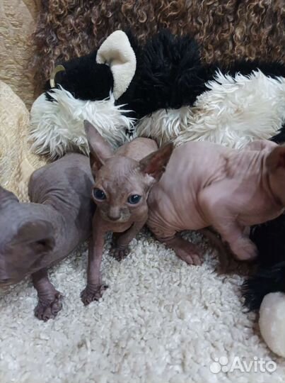 Канадский сфинкс котки