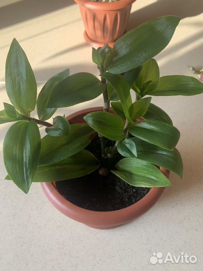 Традесканция