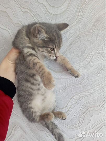 Котёнок мальчик в добрые руки