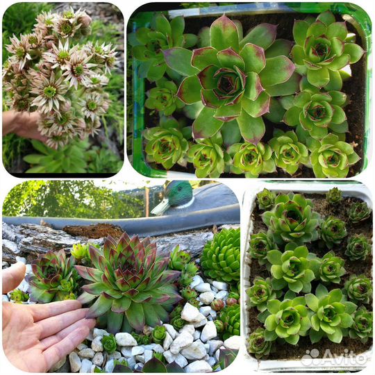 Молодило Каменная роза Альпийская гор