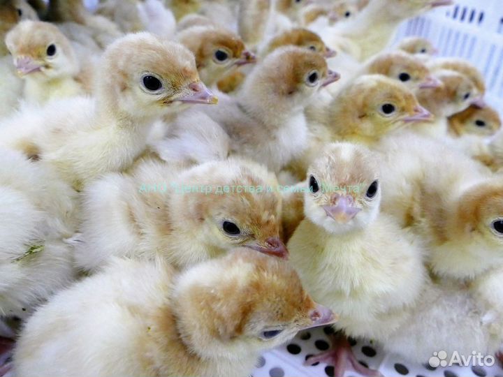 Индюшата, утята бройлерные
