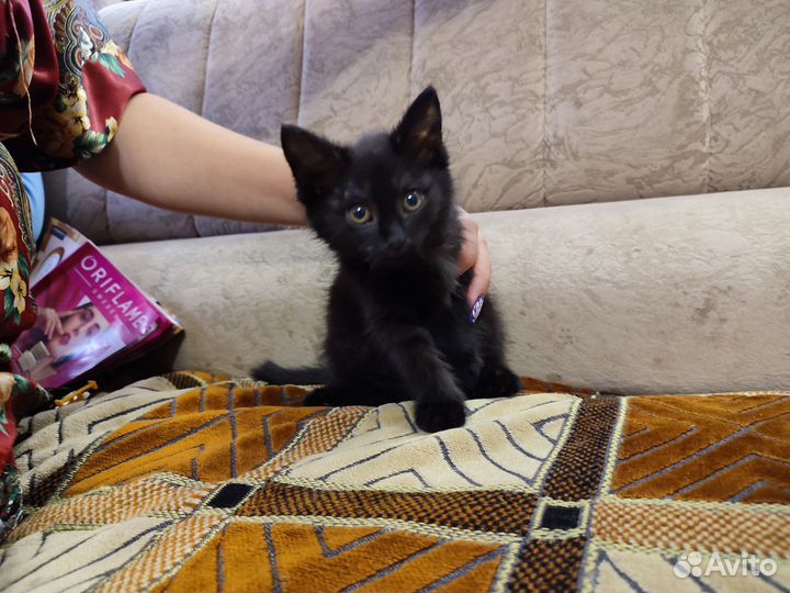 Котëнок девочка