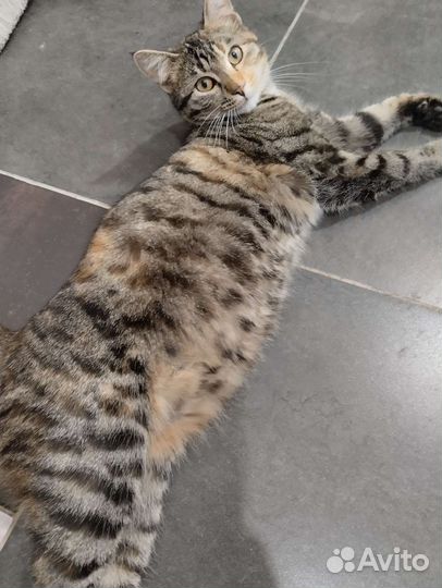 Кошечка подросток