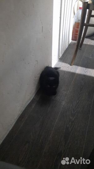 Котенок в добрые руки