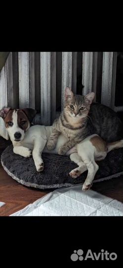 Продаются котята