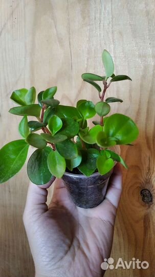 Пеперомия Глабелла головатая Кипарис