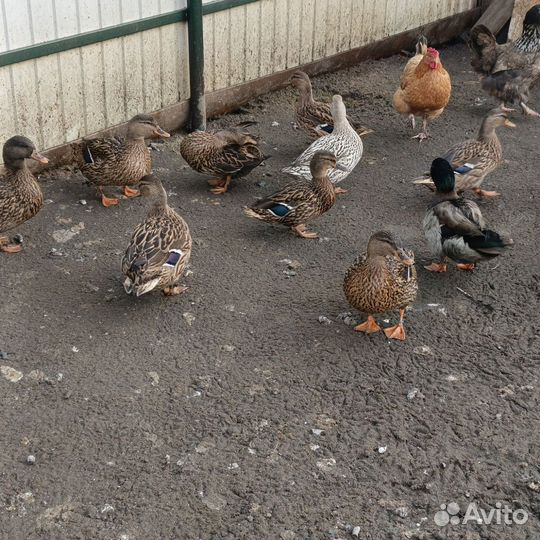 Подсадные Кряковые утки