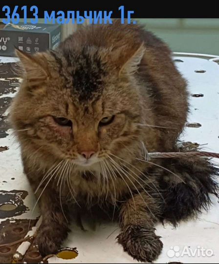 Кошки, котята в добрые руки