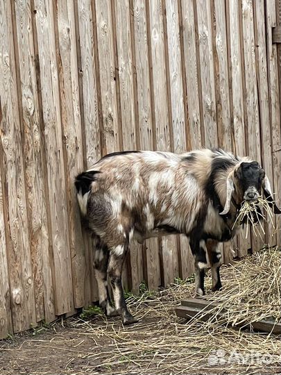 Чп Козел англо нубийский