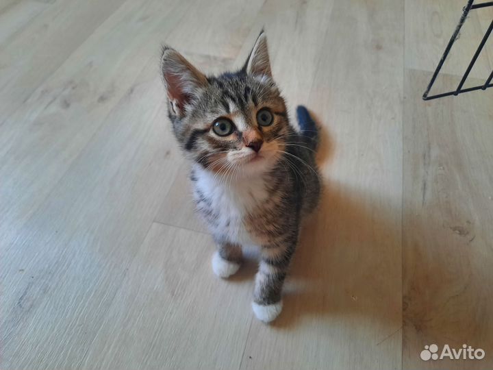 Котёнок в дар