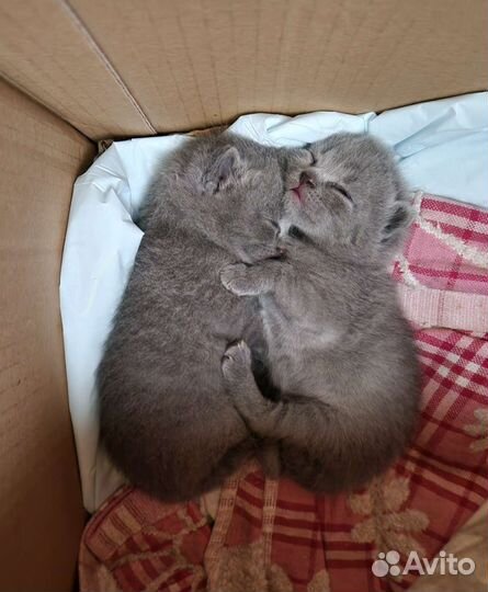 Шотландские котята