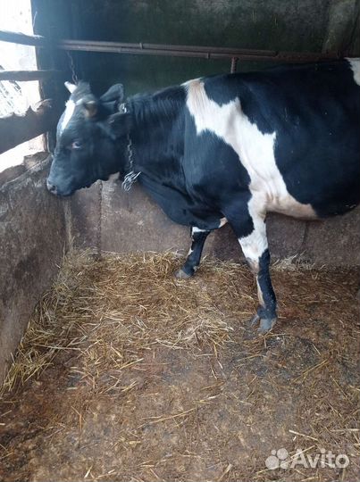 Бык на мясо