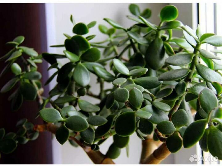 Денежное дерево (Толстянка)