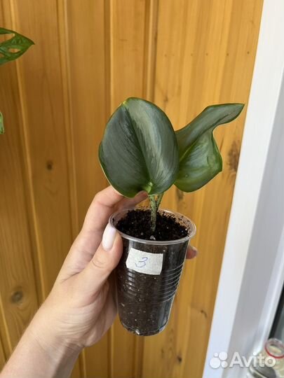 Сциндапсус мунлайт