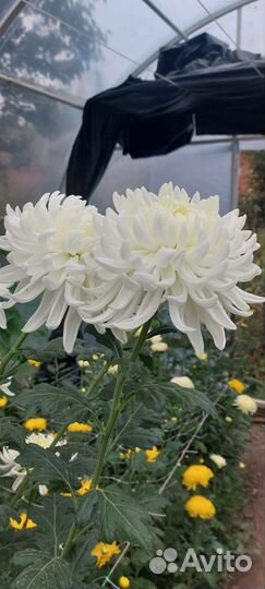 Хризантемы маточники