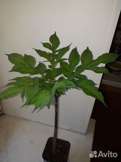 Комнатные растения