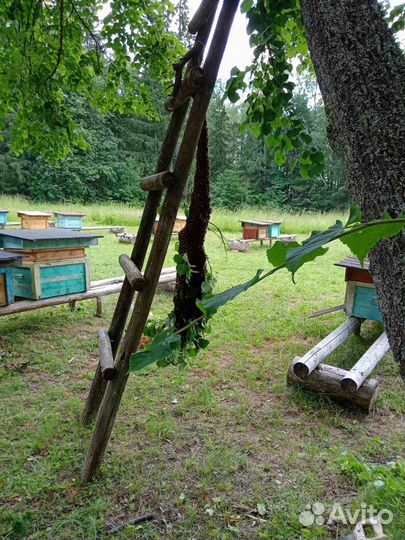 Мёд пчелиный 2023