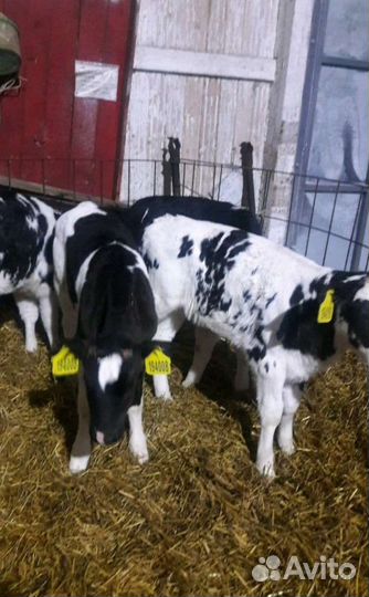 Телята бычки