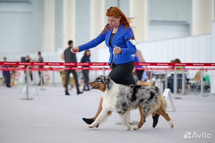 Вязка кобель аусси