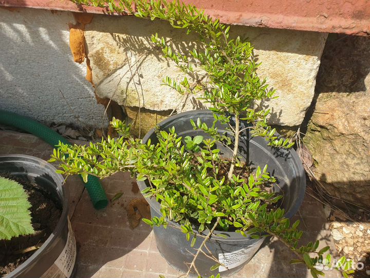 Бересклеты