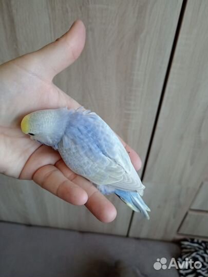 Птенцы волнистый попугай