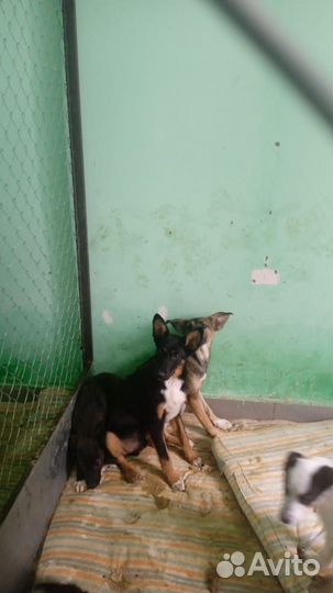 Не покупайте приезжайте к нам за другом