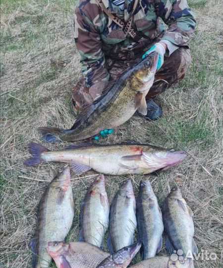 Филе судака