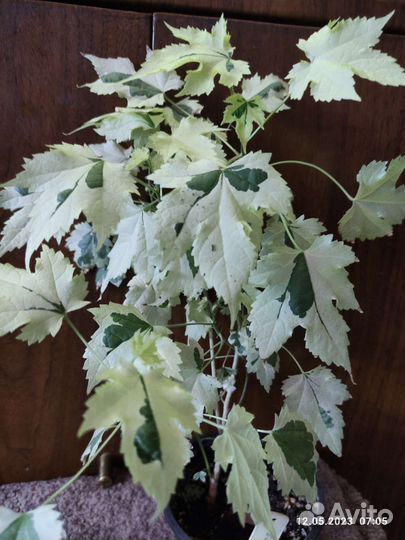 Абутилон Савицкого