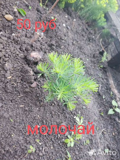 Молочай, гибискус, аллиум, вероника, хоста, горец