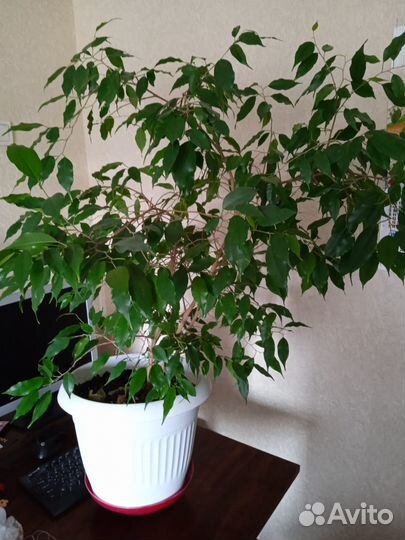 Фикус бенджамина