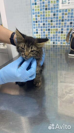 Хочу на ручки